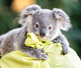 RSPCA Wildlife Hospital - Koala